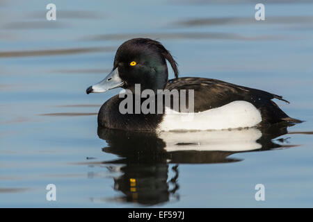 Tufted duck (Aythya fuligula). Adult male Stock Photo