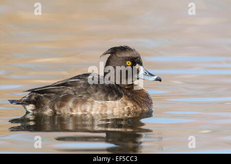 Tufted duck (Aythya fuligula). Adult female Stock Photo