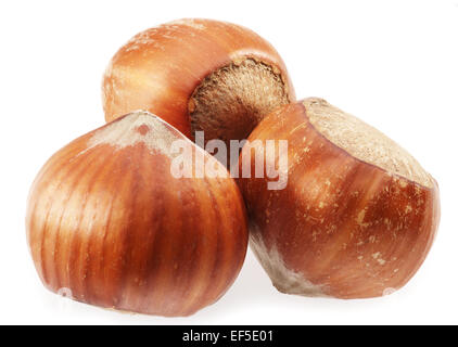 Three hazelnuts on a white background. Stock Photo