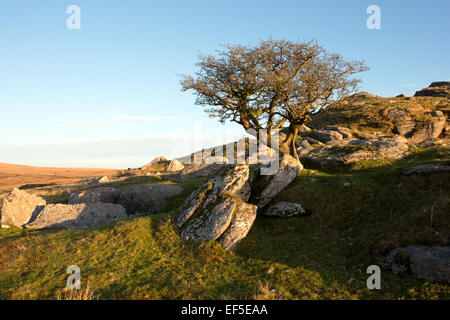 Hawthorn tree on Ingra Tor Dartmoor National Park Devon Uk Stock Photo