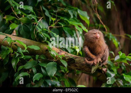 Small Pygmy Marmoset ape in a tropical jungle Stock Photo