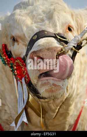 Prize Winning Charolais Bull Licking Its Nose. Uk Stock Photo - Alamy