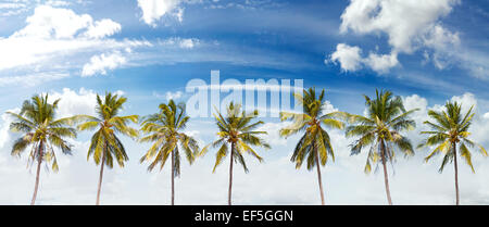 Panoramic view of palms and cloudscape, summer background. Stock Photo