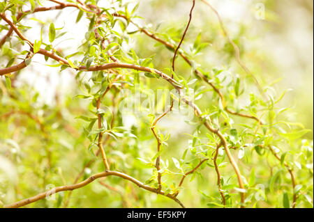 Willow Salix Alba tree detail Stock Photo