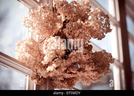 Tied hydrangea or hortensia dried flowers Stock Photo