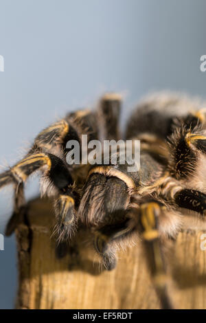 Wildlife : Chaco golden knee tarantula – 'Grammostola pulchripes'. Stock Photo