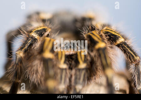 Wildlife : Chaco golden knee tarantula – 'Grammostola pulchripes'. Stock Photo