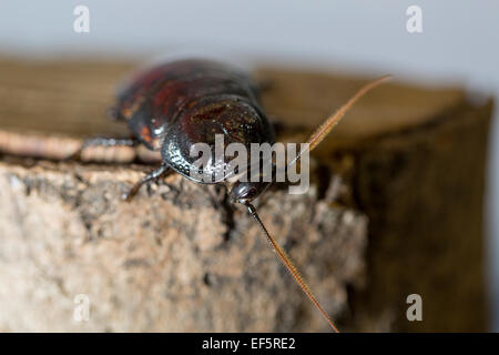 Wildlife : Madagascar hissing cockroach  - 'Gromphadorhina portentosa'. Stock Photo