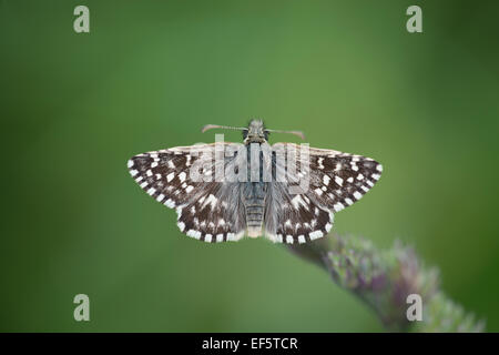 A photo of a Grizzled Skipper Butterfly. Stock Photo