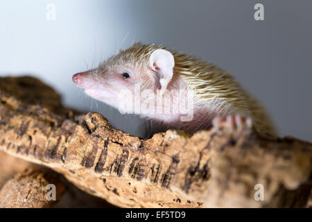 Wildlife : Lesser Hedgehog Tenrec - 'Echinops telfairi'. Stock Photo