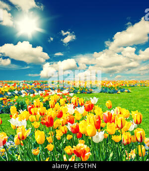 Field with colorful tulip flowers. Landscape with sunny blue sky Stock Photo