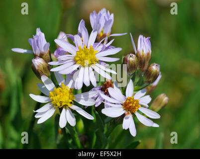 Sea Aster - Aster tripolium Salt Marsh Flower Stock Photo