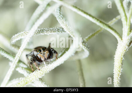 Black Jumping spider hiding in the white aerial roots of Spanish moss Stock Photo