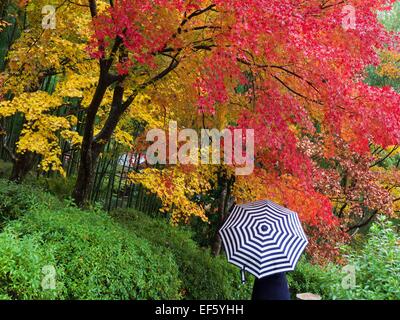 Autumn Color in the Garden at Tenryuji in Kyoto, Japan Stock Photo