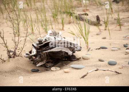 Interesting natural driftwood along beach, coast of lake Superior in upper Michigan Stock Photo