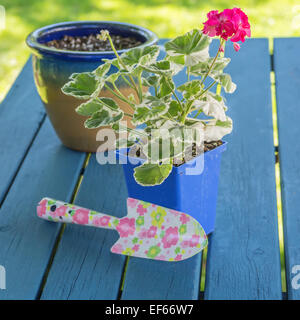 A variety of variegated geranium ready to plant in a container garden. Stock Photo