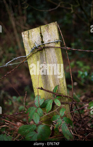 An old country fence post. Stock Photo