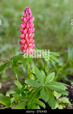 Pink lupine flower in garden Stock Photo