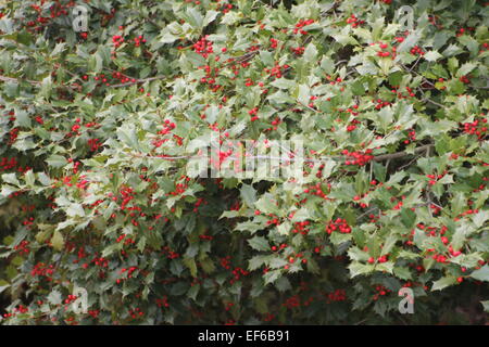 Holly berries and leaves from an American Holly Tree. Stock Photo