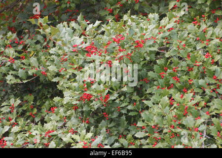 Holly berries and leaves from an American Holly Tree. Stock Photo