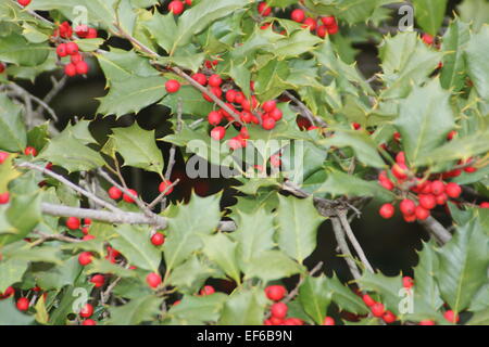 Holly berries and leaves from an American Holly Tree. Stock Photo