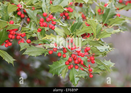 Holly berries and leaves from an American Holly Tree. Stock Photo