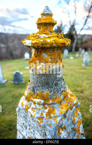 Yellow lichen grows on an old grave stone. Stock Photo