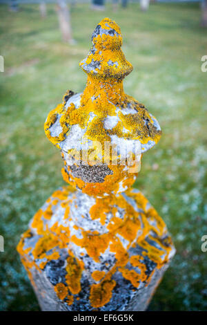 Yellow lichen grows on an old grave stone. Stock Photo