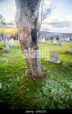 A tree grows in a cemetery Stock Photo