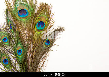 bird feathers isolated on white background Stock Photo
