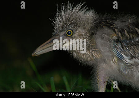 Black-crowned night heron (Nycticorax nycticorax), juvenile, spotted at Ancol Bird Park in Jakarta coastal area. Ancol Dreamland, Jakarta, Indonesia. Stock Photo