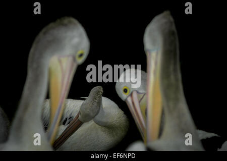 Australian pelicans (Pelecanus conspicillatus) in a recreational park in Jakarta. Stock Photo