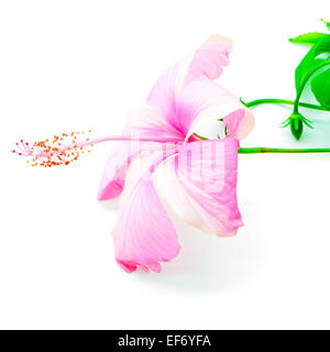 Colorful pink Hibiscus flower isolated on a white background Stock Photo