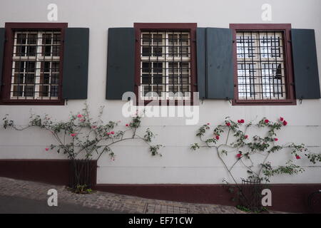 Two  creeping rose bushes under shuttered windows. Stock Photo