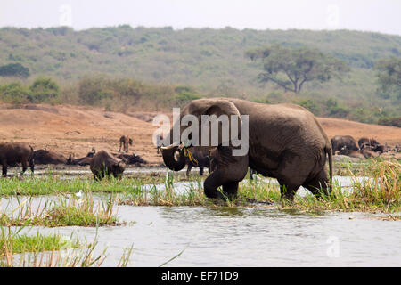 African bush elephant (Loxodonta africana) feeding in a river Stock Photo