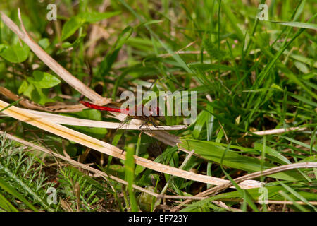 Red-veined darter dragonfly (Sympetrum fonscolombii) Perched Stock Photo