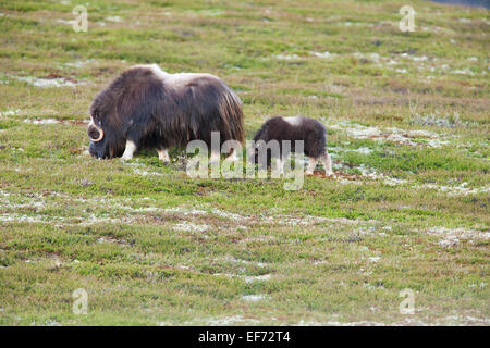 Adult female and cow musk ox feeding Stock Photo