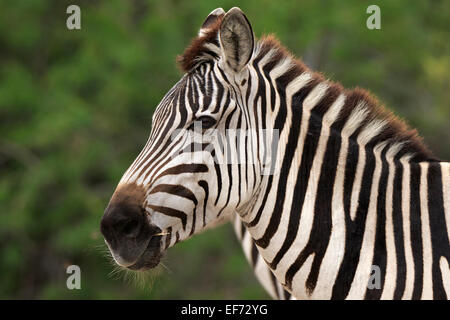 Grant's zebra, Equus quagga boehmi Stock Photo