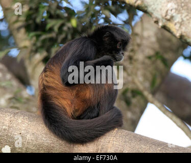 Mexican spider monkey, Ateles geoffroyi vellerosus Stock Photo