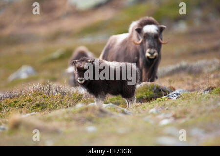 Female musk ox with a calf Stock Photo