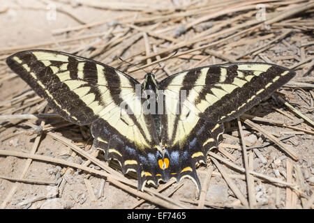 Western Tiger Swallowtail (Papilio rutulus), Bryce Canyon National Park, Utah, United States Stock Photo