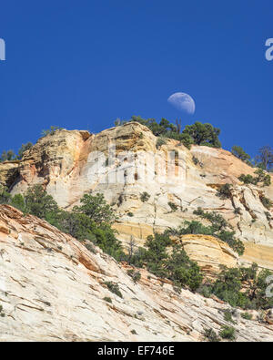 Moon rising at Checkerboard Mesa, Navajo sandstone, Zion National Park, Springdale, Utah, United States Stock Photo