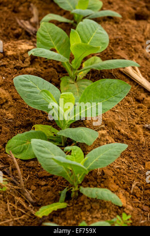 Tobacco field, Tobacco plants (Nicotiana), Viñales, Pinar del Rio Province, Cuba Stock Photo