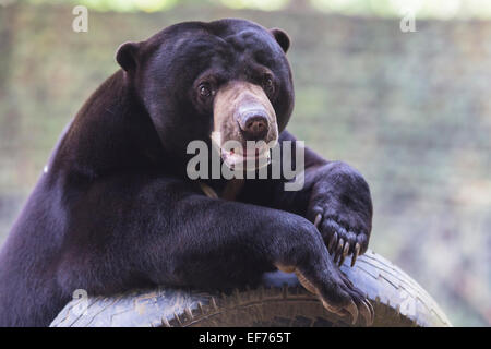 Malayan sun bear seat around the nature Stock Photo