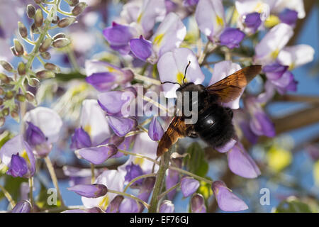 Violet carpenter bee, Indian Bhanvra, Blaue Holzbiene, Blauschwarze Holzbiene, Große Holzbiene, Blütenbesuch, Xylocopa violacea Stock Photo