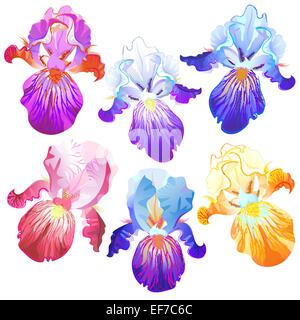 Vector isolated on the white background pink, blue, violet,orange iris flowers for your design Stock Vector