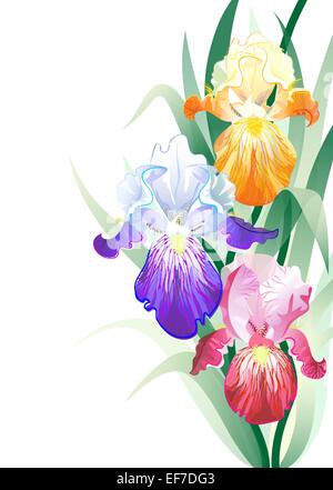 Vector greeting card with violet,orange and vinous Iris flowers on the white background Stock Vector