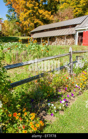 Colorful Autumn scenic of a country flower garden with a split rail fence in the foreground and a woodshed with metal roof in th Stock Photo