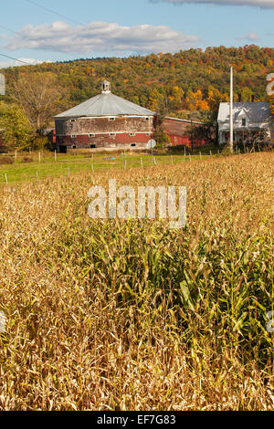 Vermont dairy cow in a field feeding on grass Stock Photo - Alamy