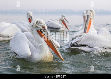 A collection of Dalmatian Pelicans (Pelecanus crispus) on Lake Kerkini in Northern Greece Stock Photo